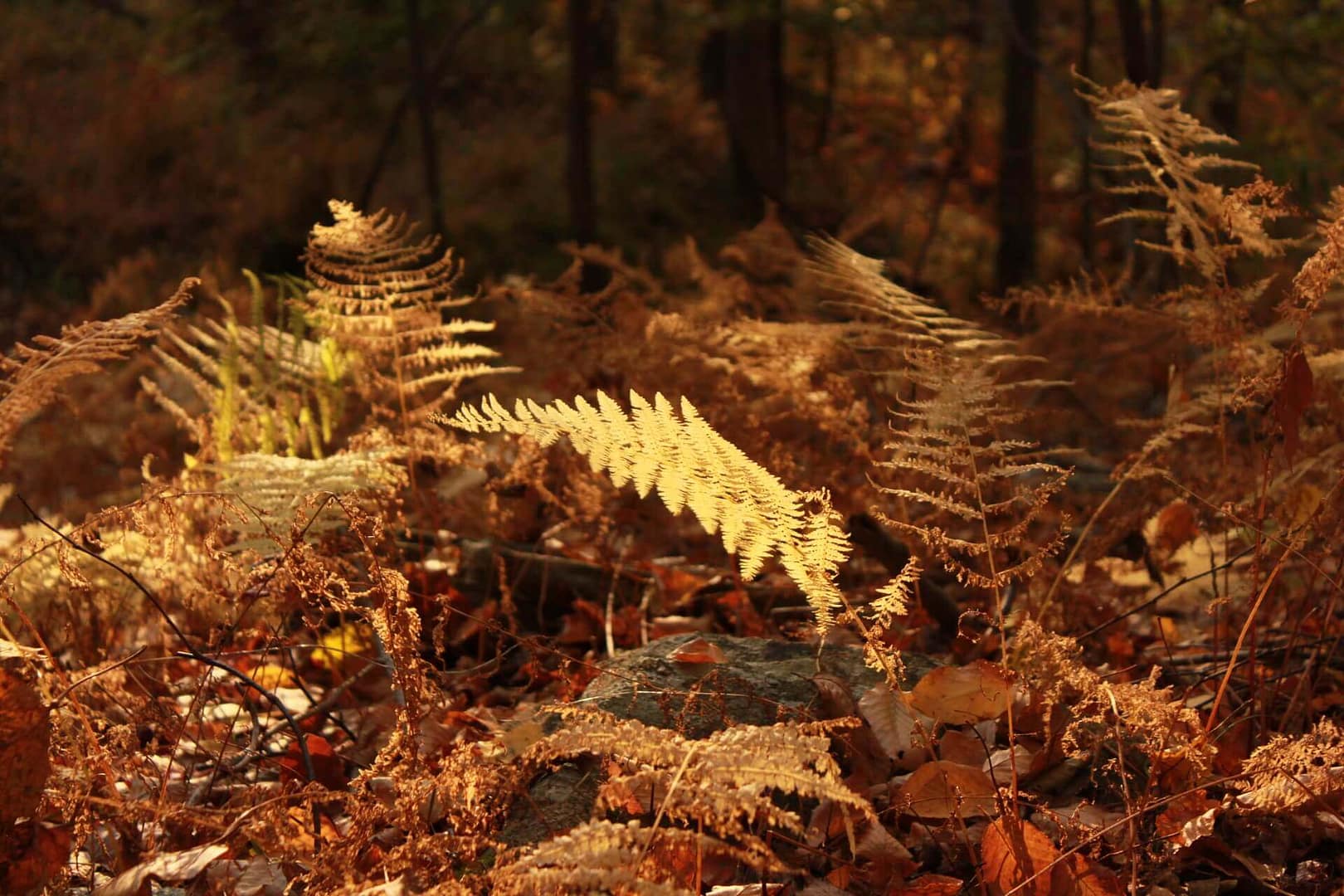 fern in the sunlight in the woods in fall in Hedden Park Dover New Jersey