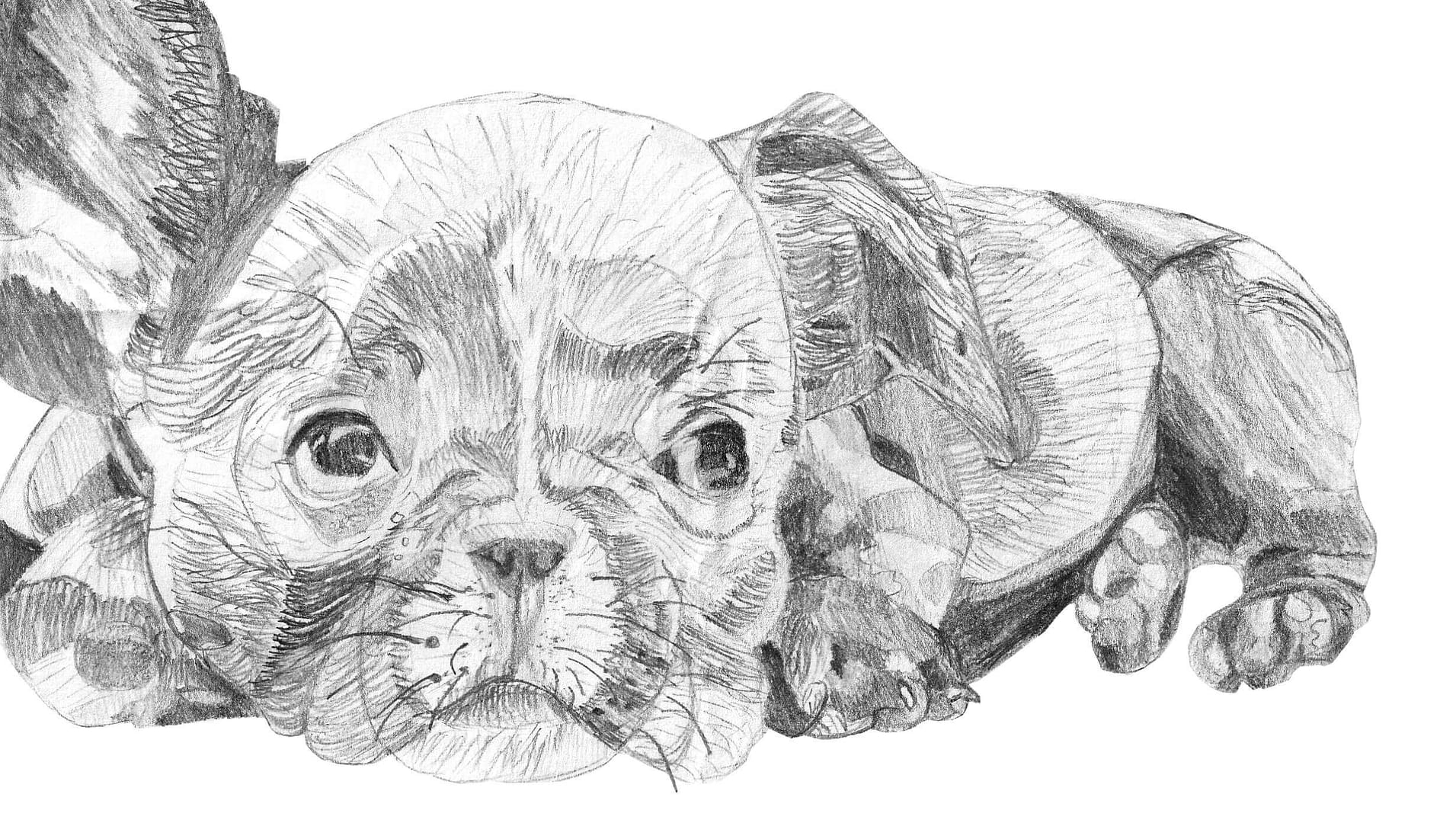 small black puppy with head on paws pencil illustration