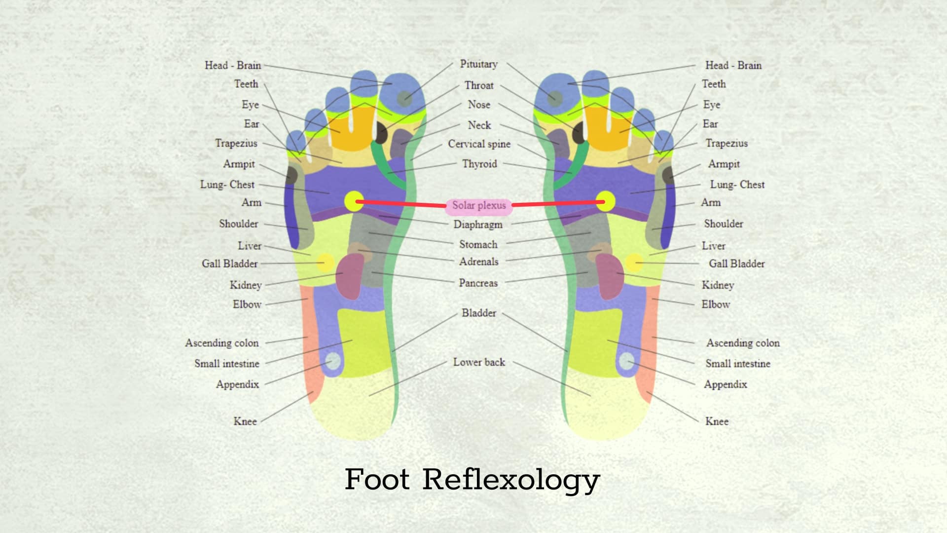 foot reflexology chart highlighting the trigger point for the solar plexus