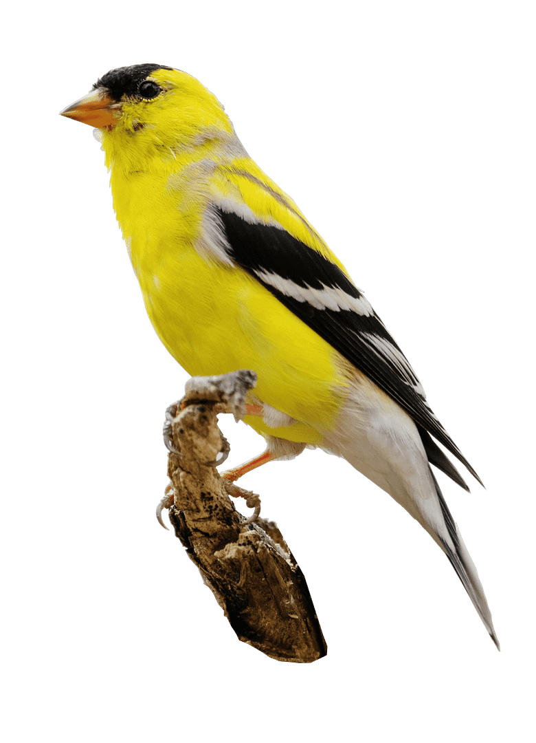 Goldfinch perched on branch